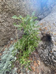 Ptelea trifoliata