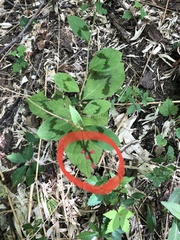 Persicaria filiformis