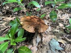 Suillus clintonianus