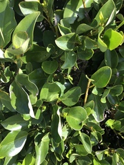 Griselinia littoralis