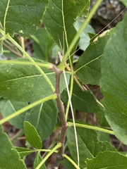 Ptelea trifoliata