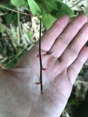 Persicaria filiformis