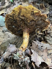 Suillus clintonianus