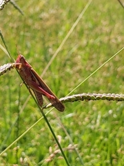 Aiolopus thalassinus tamulus