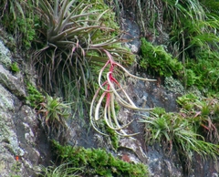 Tillandsia copanensis