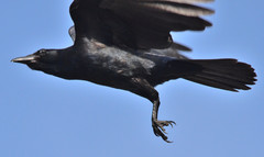 Corvus sinaloae