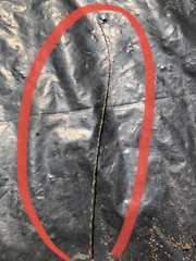 Persicaria filiformis