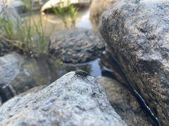Buprestis aurulenta