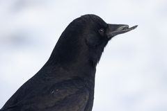Corvus brachyrhynchos caurinus