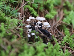 Asterophora parasitica