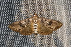 Palpita