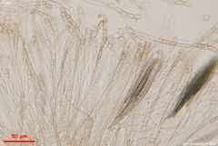 Geoglossum glabrum