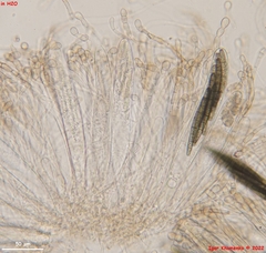 Geoglossum glabrum