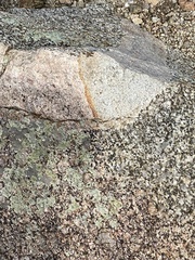 Exoprosopa caliptera