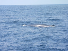 Balaenoptera borealis