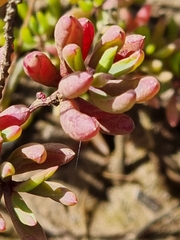 Suaeda arbusculoides
