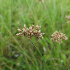 Fimbristylis