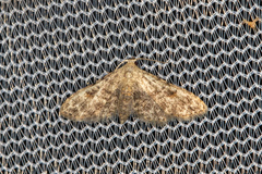Sigela brauneata