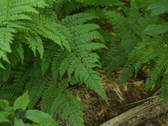 Dryopteris intermedia