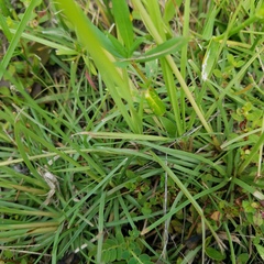 Fimbristylis