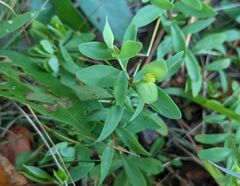 Hypericum stragulum
