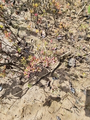 Suaeda arbusculoides