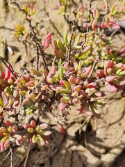 Suaeda arbusculoides