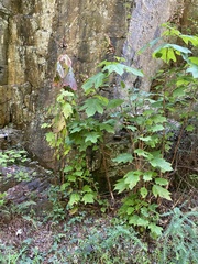 Hydrangea quercifolia