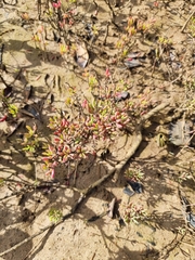 Suaeda arbusculoides