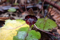 Corybas iridescens
