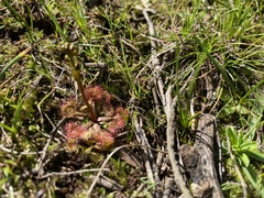 Drosera