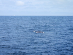 Balaenoptera borealis