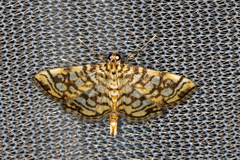 Lygropia rivulalis