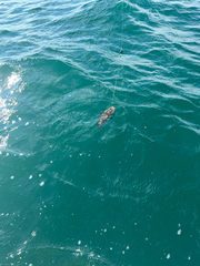 Mycteroperca microlepis