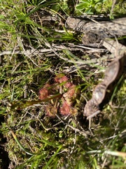 Drosera