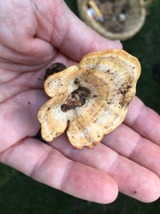 Mycorrhaphium adustum