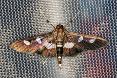 Desmia