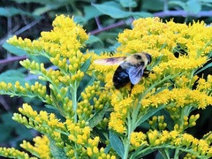 Eristalis flavipes