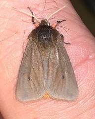 Phragmatobia fuliginosa