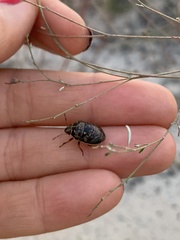 Orsilochides guttata