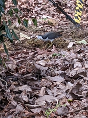 Amaurornis phoenicurus