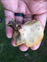 Mycorrhaphium adustum