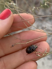 Orsilochides guttata