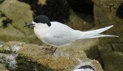 Sterna striata striata