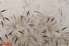 Geoglossum glabrum