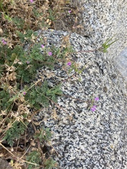 Erodium cicutarium
