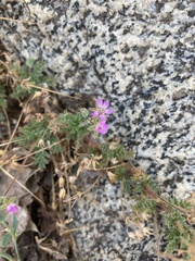 Erodium cicutarium