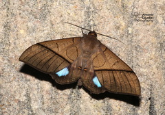 Ischyja hagenii