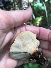 Mycorrhaphium adustum