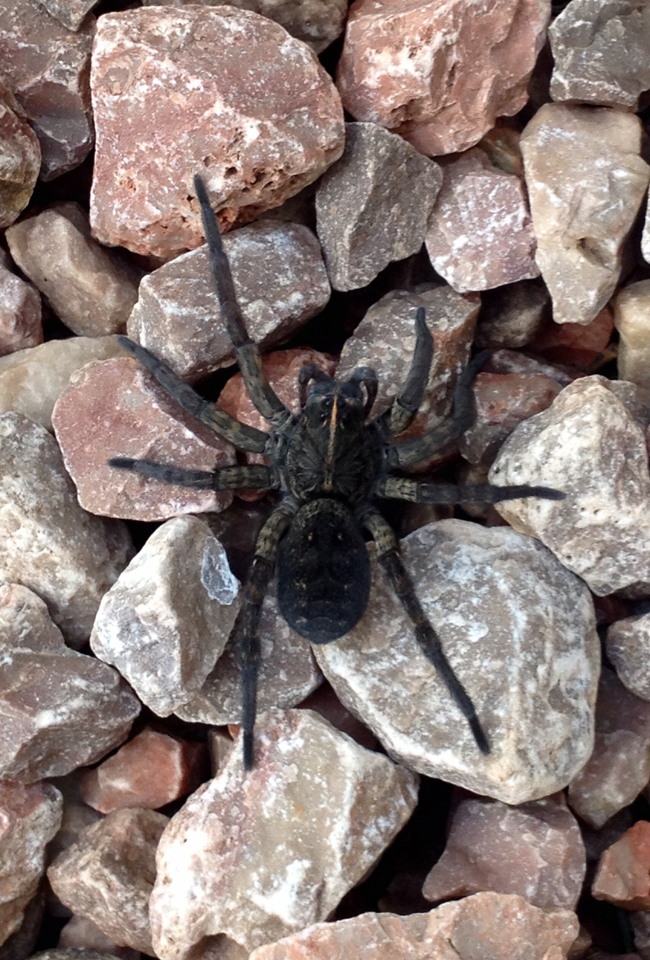 Tigrosa grandis